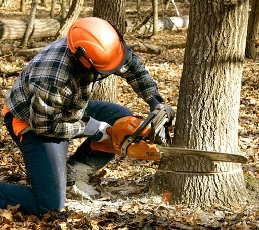Tree Removal in Warrenton, VA
